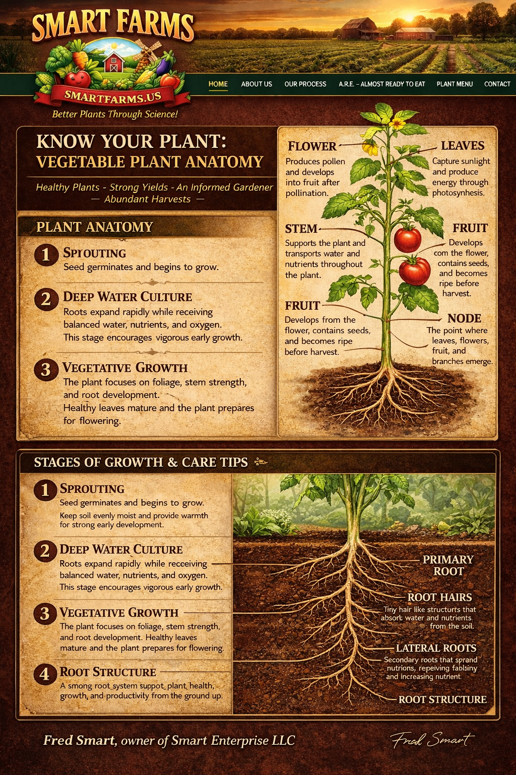 Know Your Plant - Vegetable Plant Anatomy and Stages of Growth
